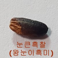 [찰흑미] 국산 가바 눈큰흑찰 왕눈이흑미 안토시아닌 기능성쌀 유색미 1kg 3kg