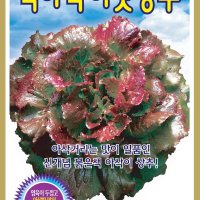 적아삭이맛상추 300립/가을파종채소/채소씨