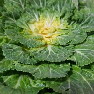 국내산 싱싱한 햇 <b>봄동</b> 2kg