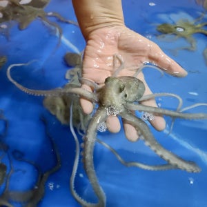 목포낙지 뻘낙지 산낙지 1마리 사이즈 선택 가능 호롱이 탕탕이 연포탕