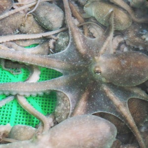 뻘낙지 (대) 산낙지 1마리