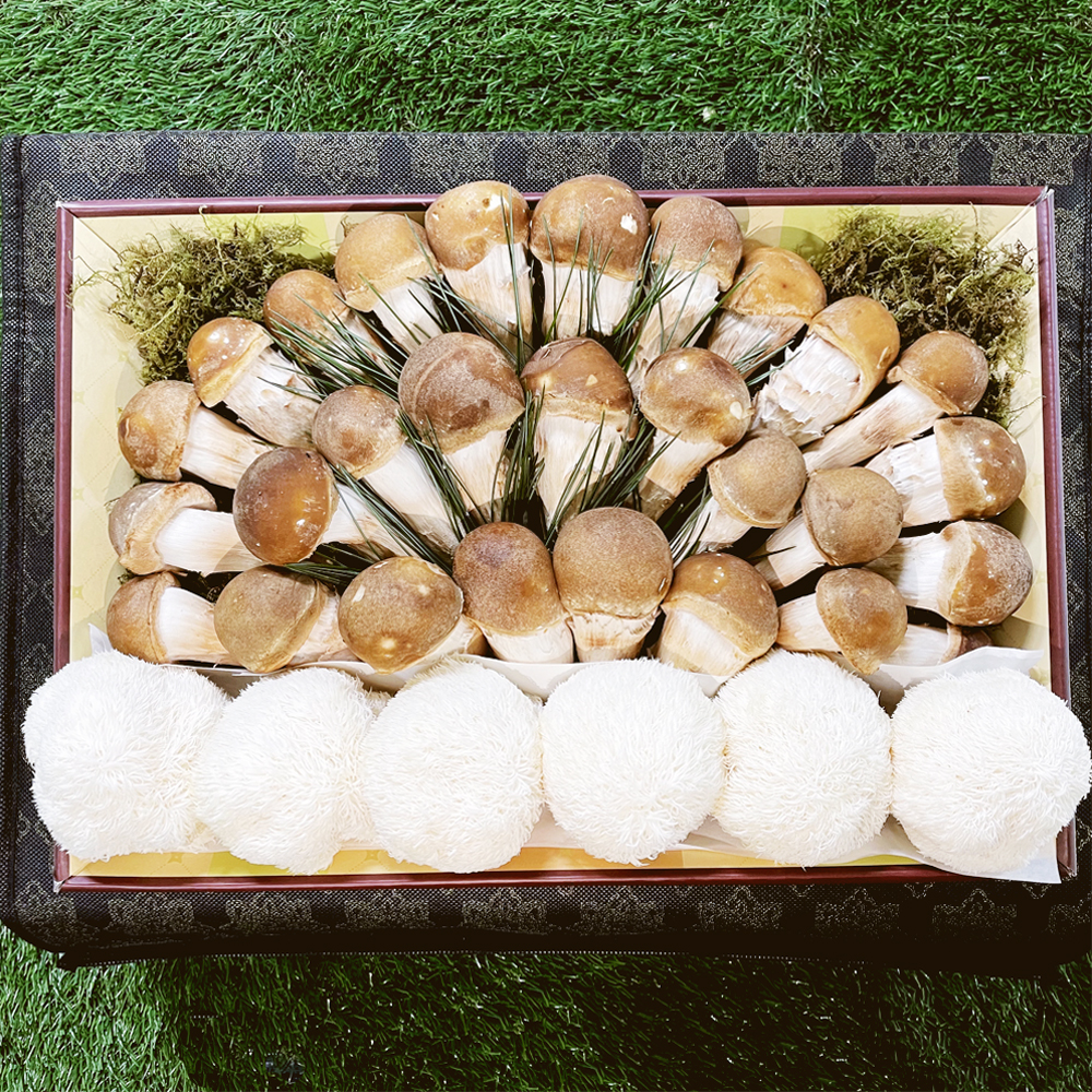 수확 후 발송 버섯<b>선물</b>세트 황금송세트 참송이 노루궁뎅이 송이뜰농장 <b>설날</b> 추석 명절