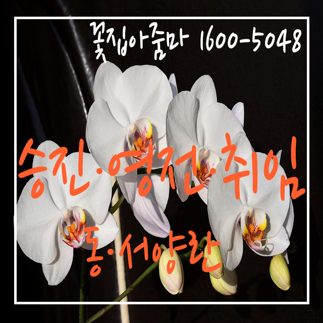 My Image 71