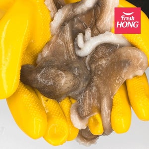 당일바리 제철 국내산 활 주꾸미, 알배기 알 생물 활 주꾸미 1kg