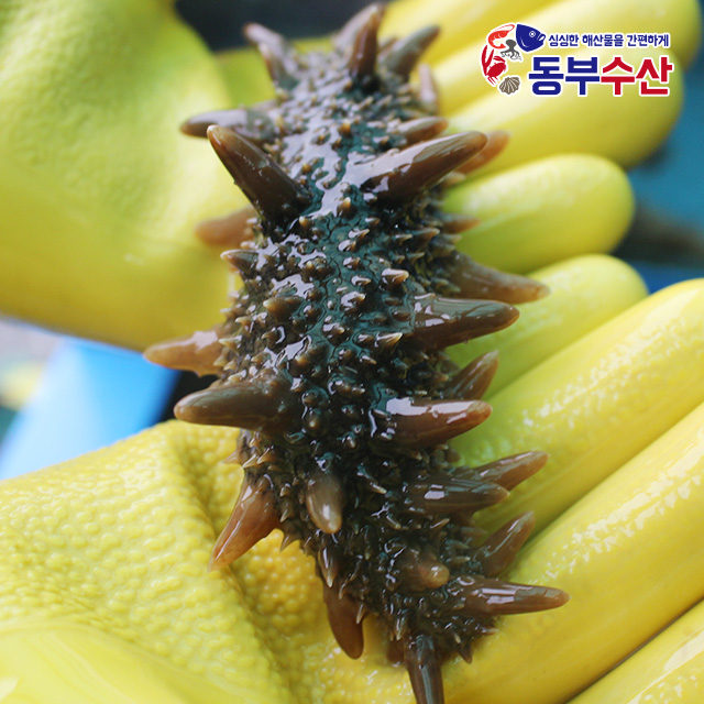 국산 활해삼 1kg 3kg 생해삼 식감좋은 해삼회