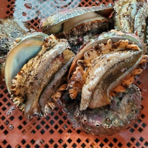 해녀가 잡아오린 바다의 보물 자연산전복 특대 1kg(7~8미)+선물포장