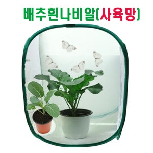 배추흰나비 알화분특대형(사육망)