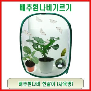 배추흰나비한살이(사육망)