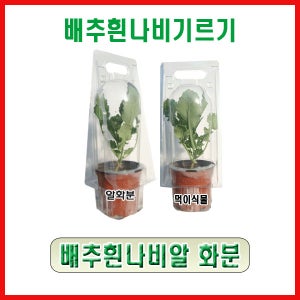 배추흰나비 알화분 (단순관찰용)