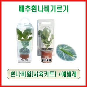 배추흰나비 기르기(흰나비알 + 애벌레)