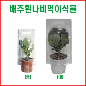 배추흰나비 먹이식물 (케일)