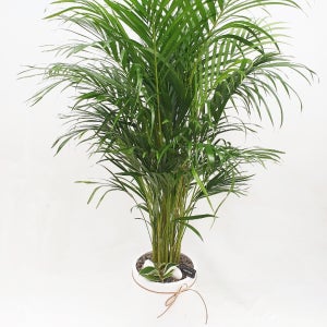 관엽식물 개업화분 공기정화식물 화분배달 천사꽃배달 산세베리아 금전수 해피트리 당일배송 개업축하선물 대형화분 뱅갈고무나무 부산꽃집 대구 대전 울산 아레카야자