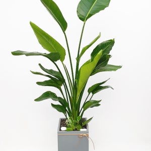 관엽식물 개업화분 공기정화식물 화분배달 천사꽃배달 산세베리아 금전수 해피트리 당일배송 개업축하선물 대형화분 뱅갈고무나무 부산꽃집 대구 대전 울산 극락조 (사각분)