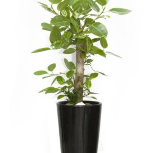 관엽식물 개업화분 공기정화식물 화분배달 천사꽃배달 산세베리아 금전수 해피트리 당일배송 개업축하선물 대형화분 뱅갈고무나무 부산꽃집 대구 대전 울산 뱅갈고무나무(사각분)