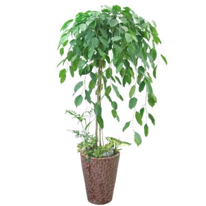 관엽식물 개업화분 공기정화식물 화분배달 천사꽃배달 산세베리아 금전수 해피트리 당일배송 개업축하선물 대형화분 뱅갈고무나무 부산꽃집 대구 대전 울산 킹벤자민