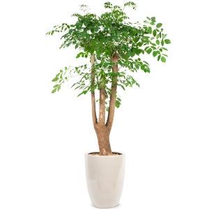 해피트리 557h(행복나무)