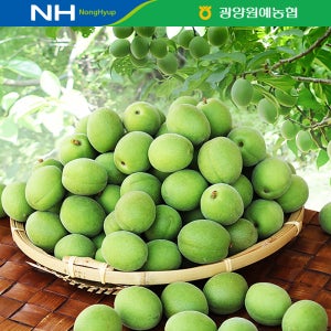 광양원예농협 공동선별 청매실 5kg 10kg 광양매실