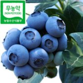 [특상품]무농약 블루베리생과 2kg