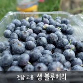 [산지직송]박수은님의 슈퍼푸드 새콤달콤 고흥 블루베리 1kg 700g