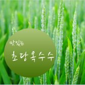 [할인상품] 제주 사탕 옥수수 / 초당 옥수수 (30개입)