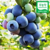 [산지직송] 18년산 무농약 블루베리 생과 1kg(상품/14∼16mm 100g 10팩)