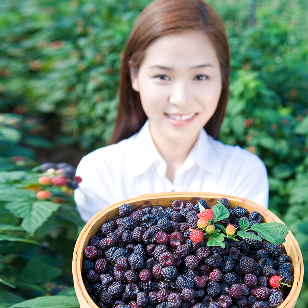 <b>복분자</b> 햇<b>복분자</b> 2kg 5kg 10kg
