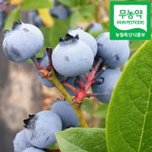 무료배송[무농약 최상품] 블루베리  4kg
