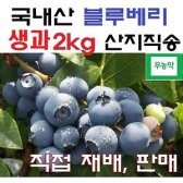 (3일특가)국내산 무농약 블루베리 생과2kg 산지직송
