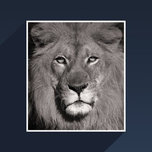 Black lion - 닉 로버(동물사진)