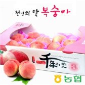 [농협] 천년의 맛 복숭아 3kg (15개)