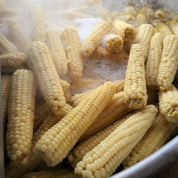 다운이네 햇 괴산 대학 찰옥수수 장작불로 찐 진공 냉동 옥수수