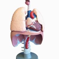 [독일Zimmer] 호흡기 모형 G410 (폐,심장,간모형,실물규격) Respiratory organs.