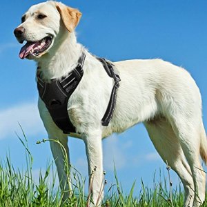 eagloo harness