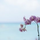 하나투어 하와이 패키지 여행사 이키키 리조트 6일 스탠 코스 경비 투어 단풍 방학 추석연휴 초특가 하와이여행사 [미국여행] 4박6일 미국 패키지 여행사
