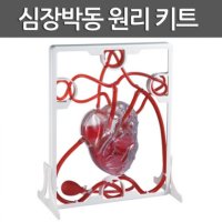 심장박동 원리 키트R