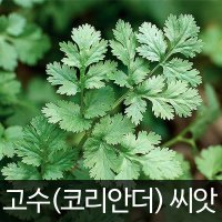 고수 씨앗 코리안더 종자 채소 야채 허브 씨 300알