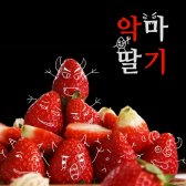 경북 수니농장 악마딸기 1kg (상) 토종 겨울딸기 설향
