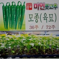 미인풋고추 묘종(36주)...주문접수후 4월25일전후 공급함