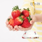 [무료배송]1300K 팜테이블 (산지직송) 농협 제철과일 새콤달콤 생딸기(설향) 900g