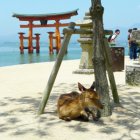 일본 패키지여행 저렴한 시코쿠 하나투어 다카마쓰여행 객실업그레이드 좌석확보 3박4일 전문