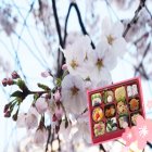 2019년 일본 벚꽃여행 북해도 규슈 후쿠오카 2박3일 3박4일 하나투어패키지 봄