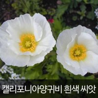 캘리포니아 양귀비씨앗 양귀비 씨앗 화이트 (100알)