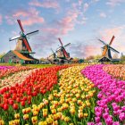 네덜란드여행 7박9일 서유럽 2019년 하나투어패키지 가족여행