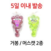 일본 쿄호젤리 왕방울 샤인머스캣 거봉