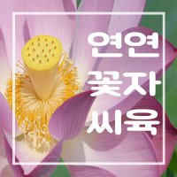 [미래종합농산] 연꽃씨(연자육)  300g  1개