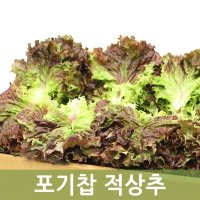 두리반농산 포기찹 적상추 4kg  1박스