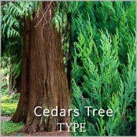 삼나무향 (Cedars tree type) 프래그런스오일 500ml 1L