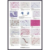 과학-과학화보 칼라포스터 액자 -세균 P5040