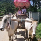 태국 치앙마이 8월 패키지 여행지 출발확정 동호회 노옵션 홈쇼핑 5박7일