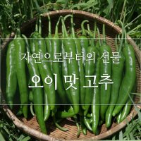 싱싱한 아삭이고추 1kg  1박스